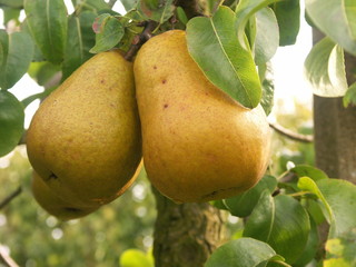 poires Beurr&eacute; Hardy