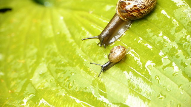 HD - Snail Family