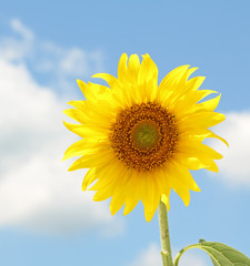 Sunflower, Helianthus annuus