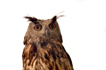 hibou