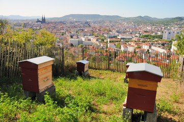 Bee City