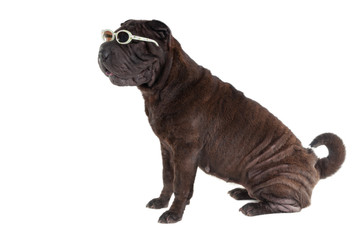 Sharpei puppy wearing sun glasses isolated