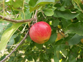 pomme 'Elstar'