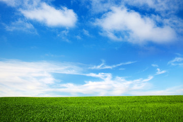 field and the blue sky