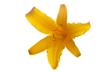 gelbe Lilienblüte (freigestellt)  2 © Lena Balk