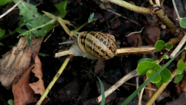 lumaca nell'erba