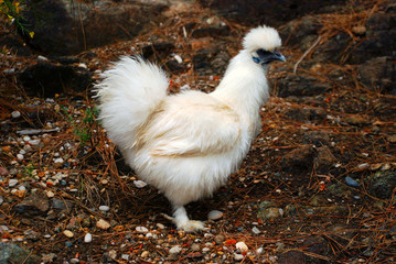 Silkie white chiken
