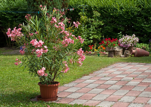 Nice Oleander In The Garden