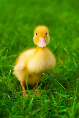 duckling sitting in the green grass