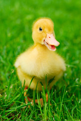 duckling smile