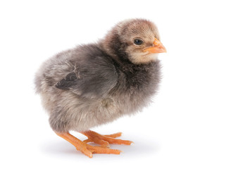 Baby chicken