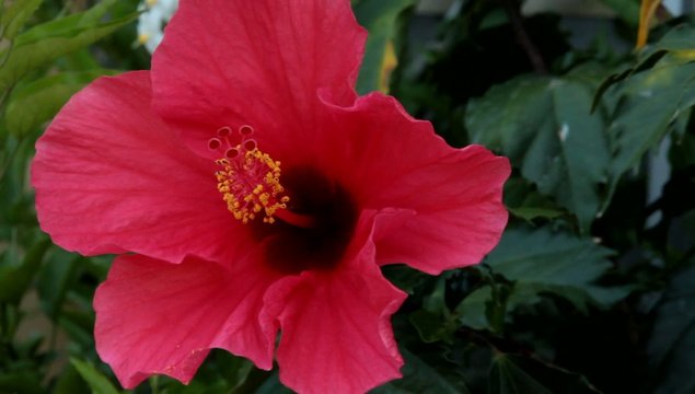 ibisco rosso