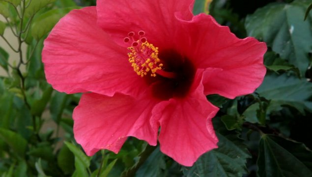 ibisco rosso