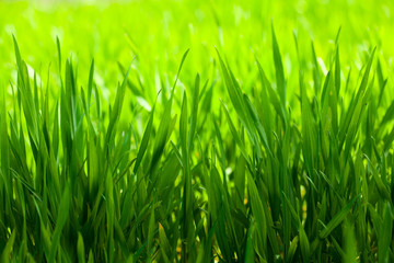 Green grass on light background