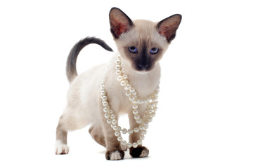 chaton siamois et collier