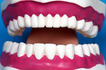 Kiefer - Zahnmedizin,Zähne