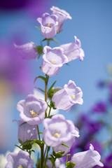 Fototapeta na wymiar campanula flowers