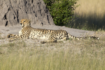 Naklejka premium Gepard