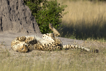 Gepard © Andreas Edelmann