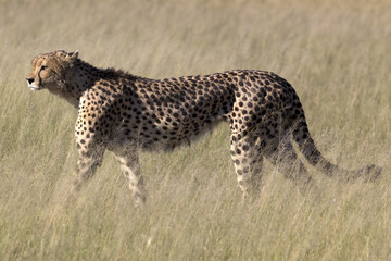 Gepard