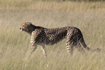 Gepard