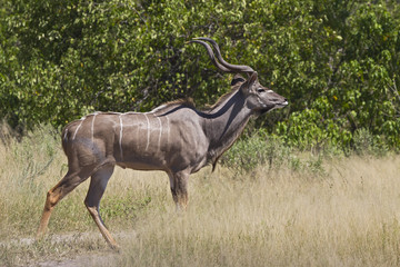 Kudu