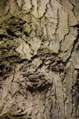 tree bark