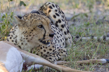 Gepard beim Fressen
