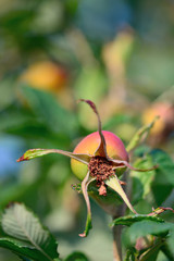 Rosehips, fruit of an old English rose