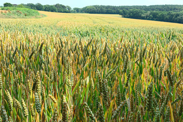 Field of ripening ears of wheat