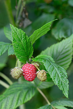 Closeup of a ripening raspberry