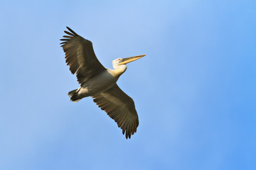 Dalmatian Pelican (Pelecanus crispus)