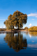 Eiche am See im Herbst