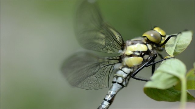 Libelle