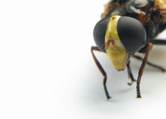 Macro of the head of a wasp on a white background