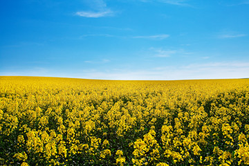 Obraz premium field of yellow rape against the blue sky