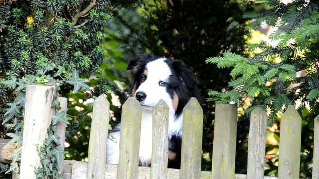 Schwarz wei&szlig;er Hund
