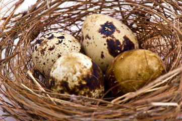 Naklejka na ściany i meble Birds nest with four eggs inside