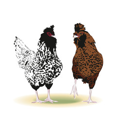 Polish Bantam Chickens