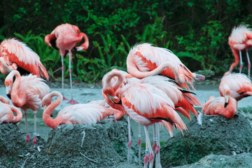 Flamingo Group