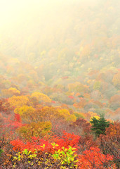 紅葉の秋　E