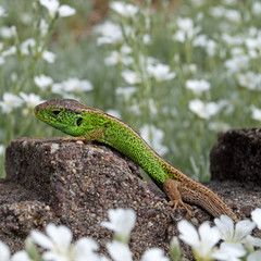 Zauneidechse - Lacerta agilis