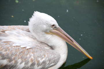 pelican