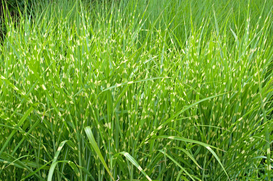 Zebraschilf - Miscanthus sinensis Stictus