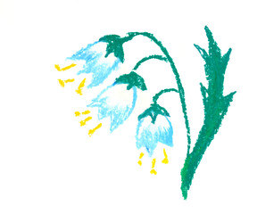 Obraz premium Bluebell hand drown