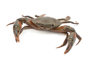 crab isolated