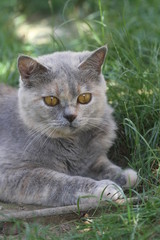 chaton dans l'herbe - cat on the grass - british shorthair