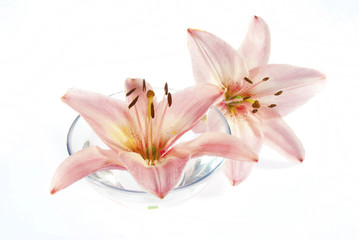 pink lily in bowl