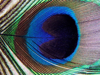 Fototapeta premium peacock plume