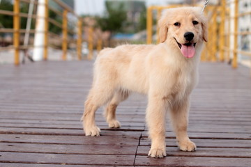 golden retriever